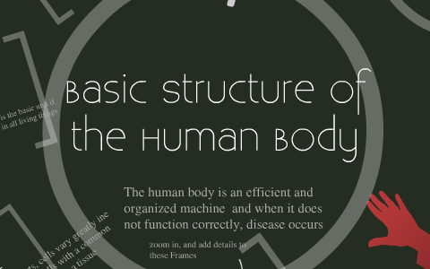 Basic Structure of the Human Body by Gina Harrison on Prezi