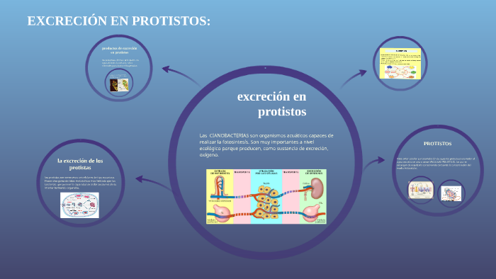 Angie Rozo excreción en protistos by angie rozo on Prezi