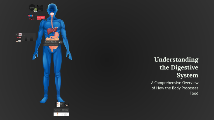 Understanding the Digestive System by Maria Beatriz on Prezi