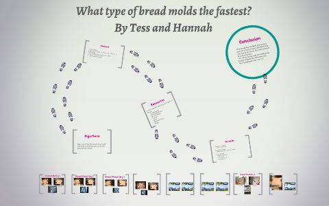 What Type Of Bread Molds The Fastest By Hannah Gadsby