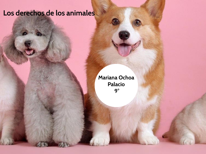 Los derechos de los animales by mariana ochoa palacio on Prezi
