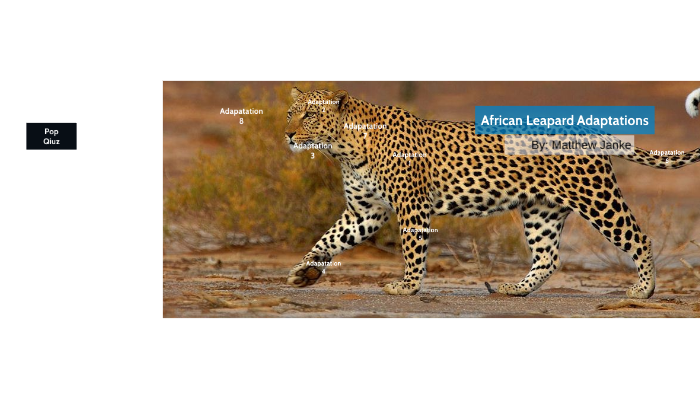 african-leopard-adaptations-by-matthew-janke