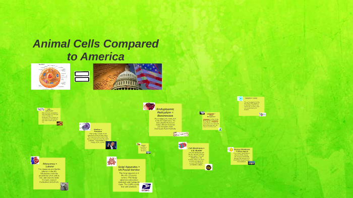Cells Comparison by Megan Bromage on Prezi
