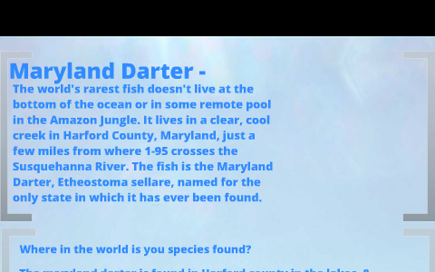 Maryland Darter by Gregory McKelvin on Prezi