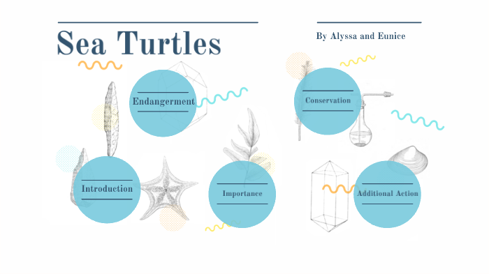Sea Turtles by Alyssa Venter on Prezi