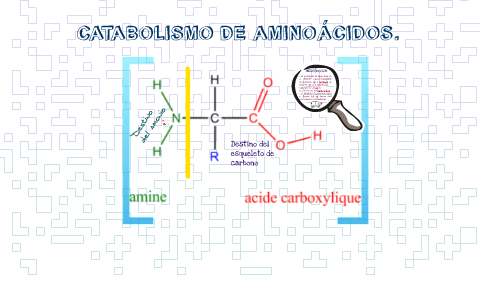 CATABOLISMO DE AMINOÁCIDOS. By Ana Carolina On Prezi