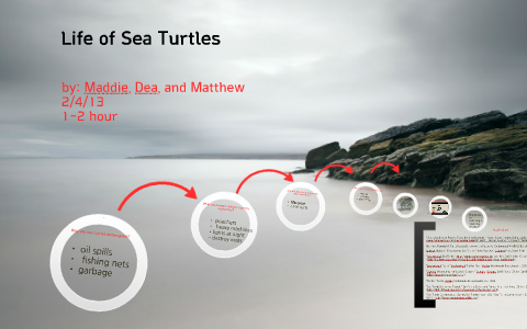 Life of Sea Turtles by madison boulan on Prezi