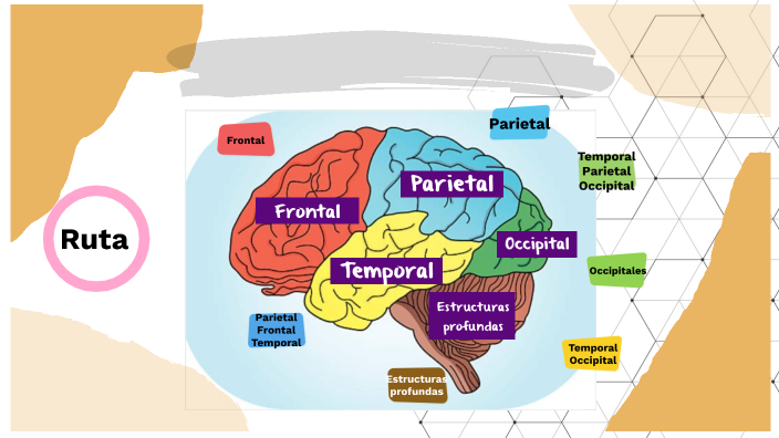 Bases Neuropsicológicas De La Lectura By Lily Suárez Ávila