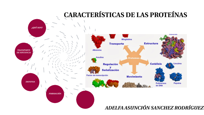 Cuales Son Las Caracteristicas De Las Proteinas