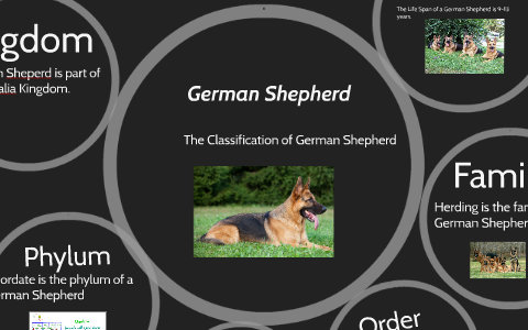 German Shepherd Classification Chart