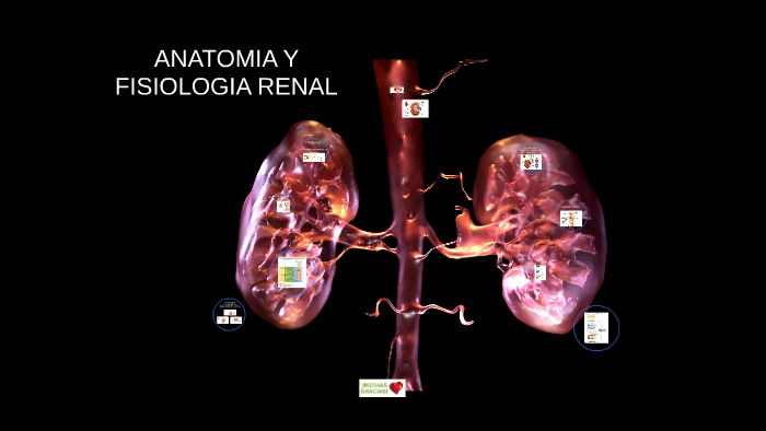 ANATOMIA Y FISIOLOGIA RENAL by Stefania Murillas on Prezi