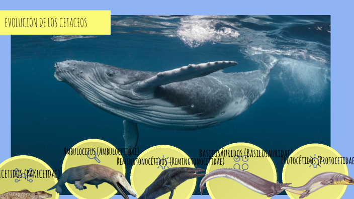 EVOLUCION DE LOS CETACEOS by Eliana Sarmiento Perea on Prezi Next