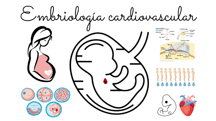  Detalle   imagen dibujos de embriología