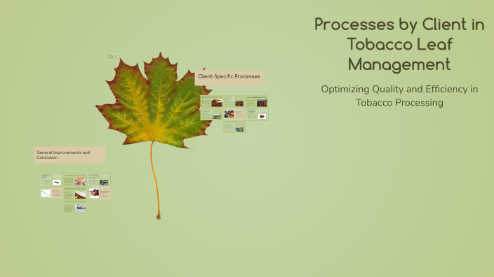 Processes by Client in Tobacco Leaf Management by Mauricio Santos on Prezi