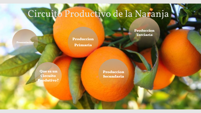 Circuito Productivo de la Naranja by SMITH ISABEL on Prezi