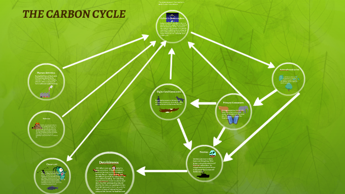 THE CARBON CYCLE by benjammin petschke on Prezi