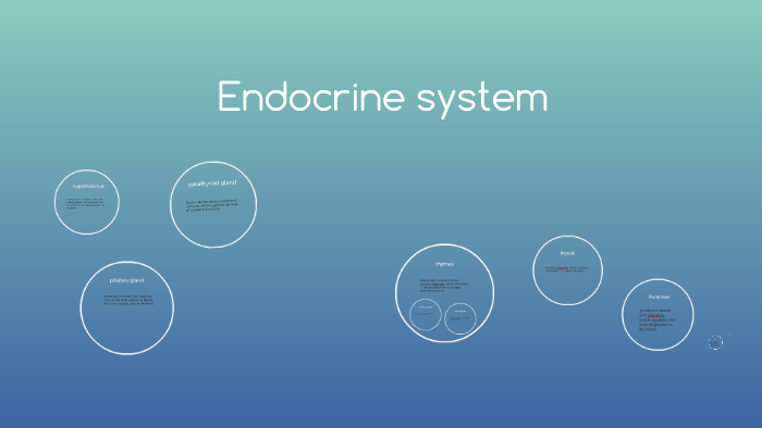 Endocrine cycle by Robbie Riviere