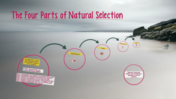 the-four-parts-of-natural-selection-by