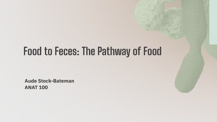Food to Feces: The Pathway of Food by Aude Bateman on Prezi