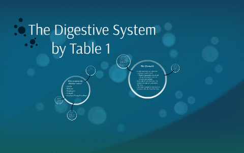 The Digestive System by Josh Mohsin