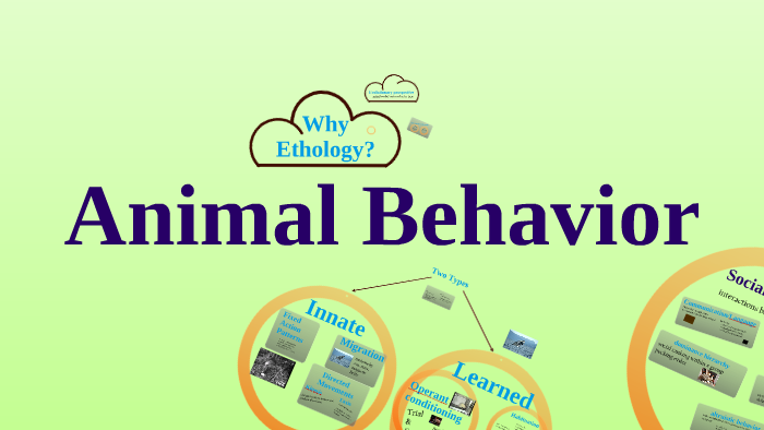 Animal Behavior by Ruth Zumwalt