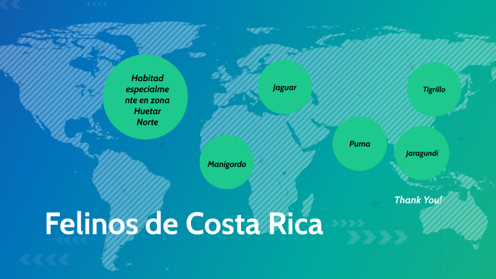 Felinos de Costa Rica by Rocío Chacon on Prezi