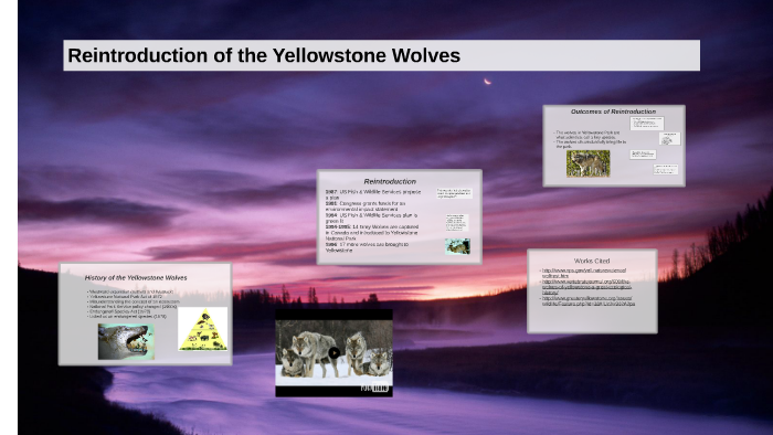 Reintroduction of Yellowstone Wolves by Naomi Weathers on Prezi