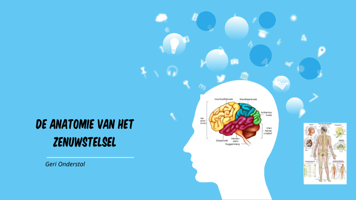 Anatomie Van Het Zenuwstelsel By Geri Onderstal On Prezi