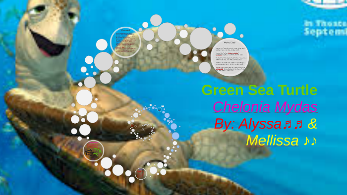 Green Sea Turtle by alyssa martinez on Prezi