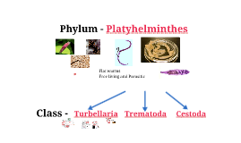 phylum platyhelminthes grafikus féreg vírusos papilloma szövettana