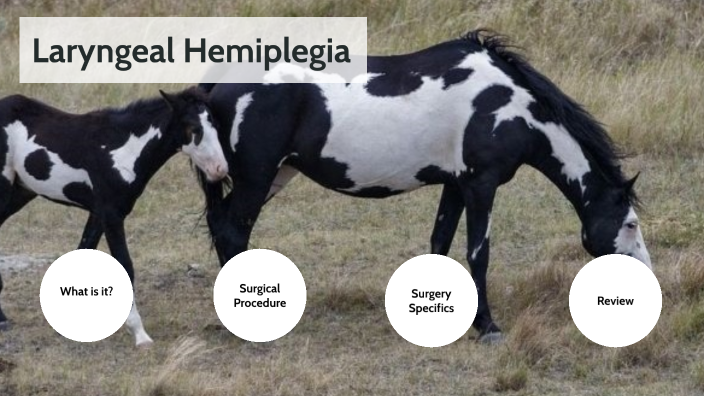 Laryngeal Hemiplegia in Horses by H S on Prezi