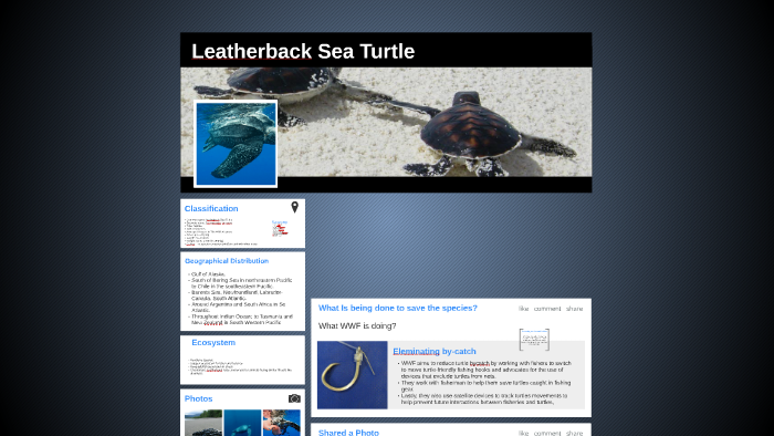 Leatherback Sea Turtle by salzy x on Prezi