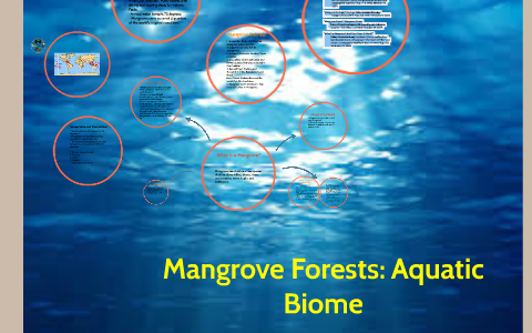 Mangrove Forests: Aquatic Biome by Haleigh Clutters on Prezi