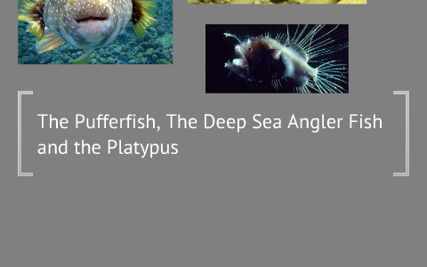 Pufferfish, Deep Sea Anglerfish and the Platypus by Rachel N. on Prezi