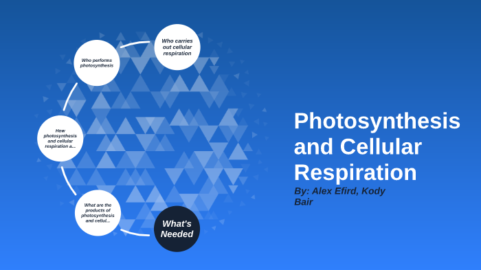 Photosynthesis and Cellular Respiration-Alex Efird and Kody Bair by ...