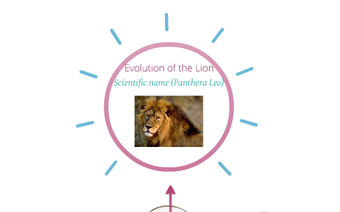 Evolution of the Lion by Jordan Holman on Prezi