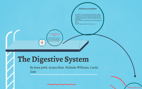 The Digestive System by Nicholas Williams on Prezi