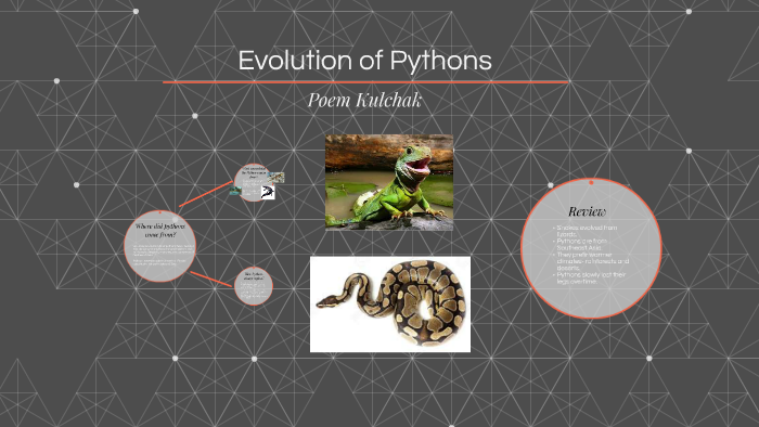 Evolution of Pythons by Poem K on Prezi