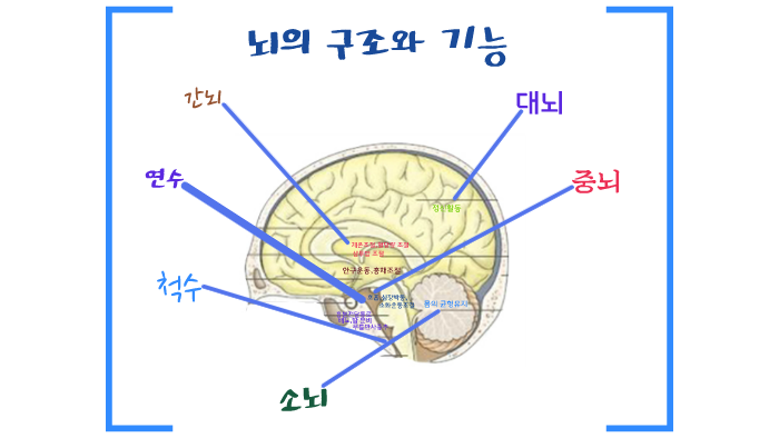 간뇌 by 정인 오 on Prezi
