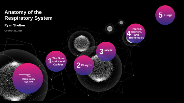Anatomy of the Respiratory System by ryan shelton on Prezi