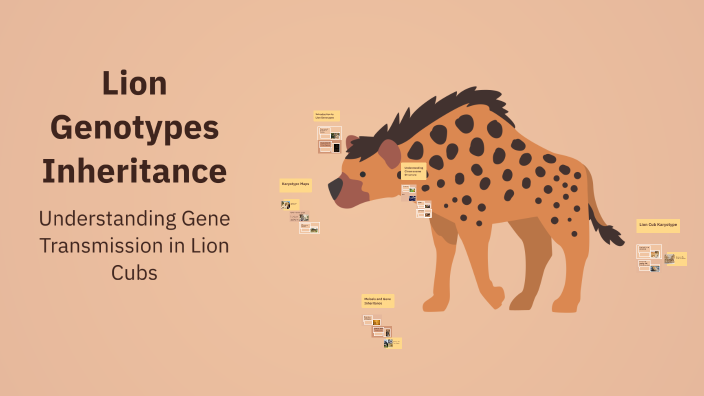 Lion Genotypes Inheritance by Ashley Booker on Prezi