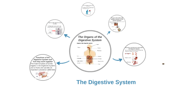 The Digestive System by Daniel Jukic on Prezi