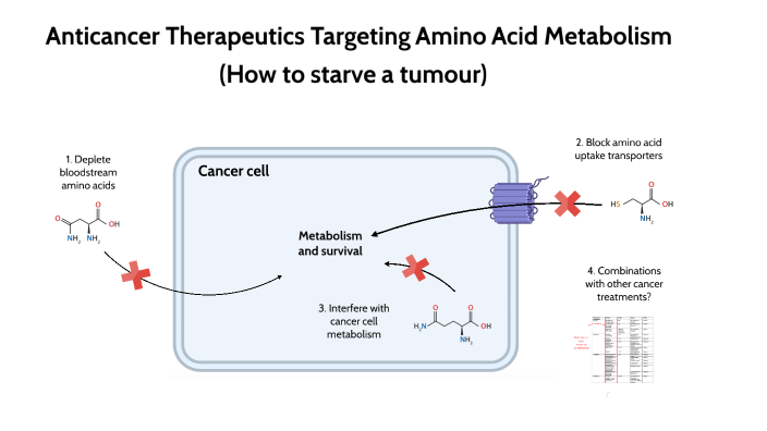 Anticancer Therapeutics Targeting Amino Acid Metabolism by Jasper ...