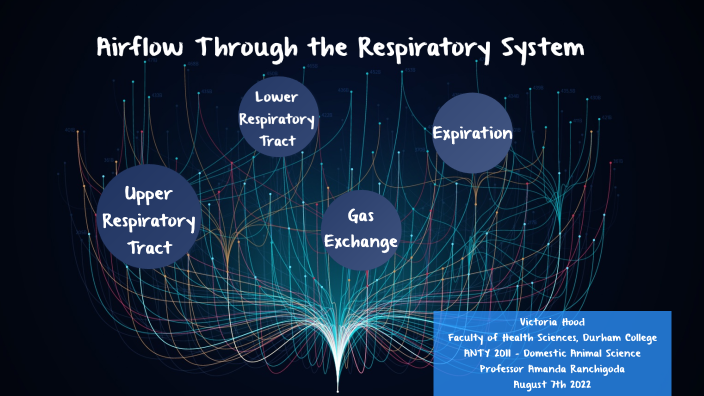 Respiratory System - Victoria Hood by Victoria Hood on Prezi