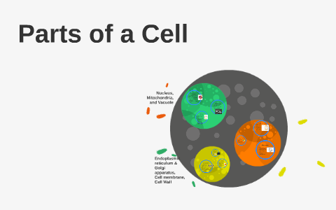 Parts of a Cell by Risa Koizumi on Prezi