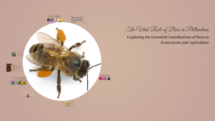 The Vital Role of Bees in Pollination by Mohammed Alomar on Prezi