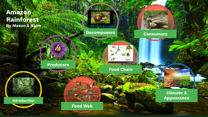 tropical rainforest producers consumers and decomposers