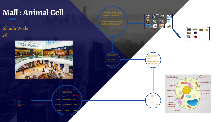 Mall : Animal Cell by shania wade