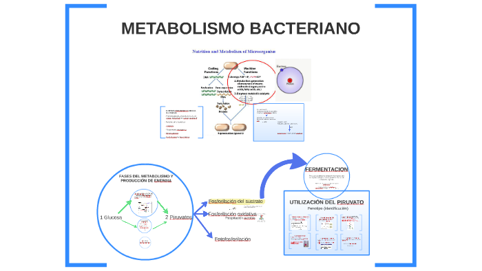 Metabolismo Bacteriano By Christian Vinueza On Prezi