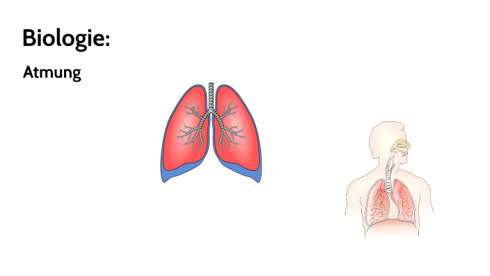 Biologie Atmung by Tobias Wailzer on Prezi Next
